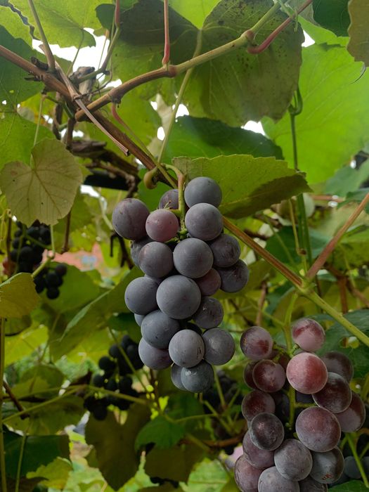 Winogrona na wino i nie tylko
