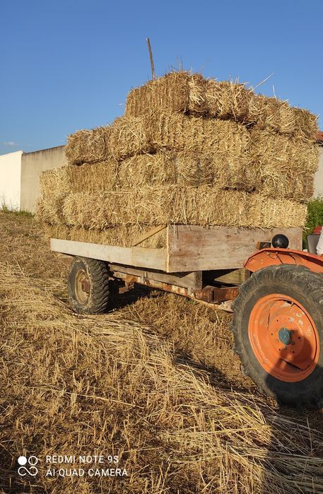 palha semeada muita boa qualidade 2025