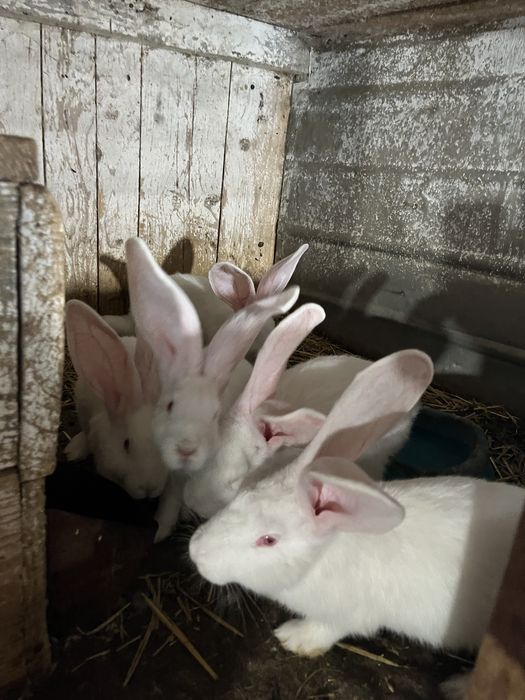 Кролі породи білий велетень