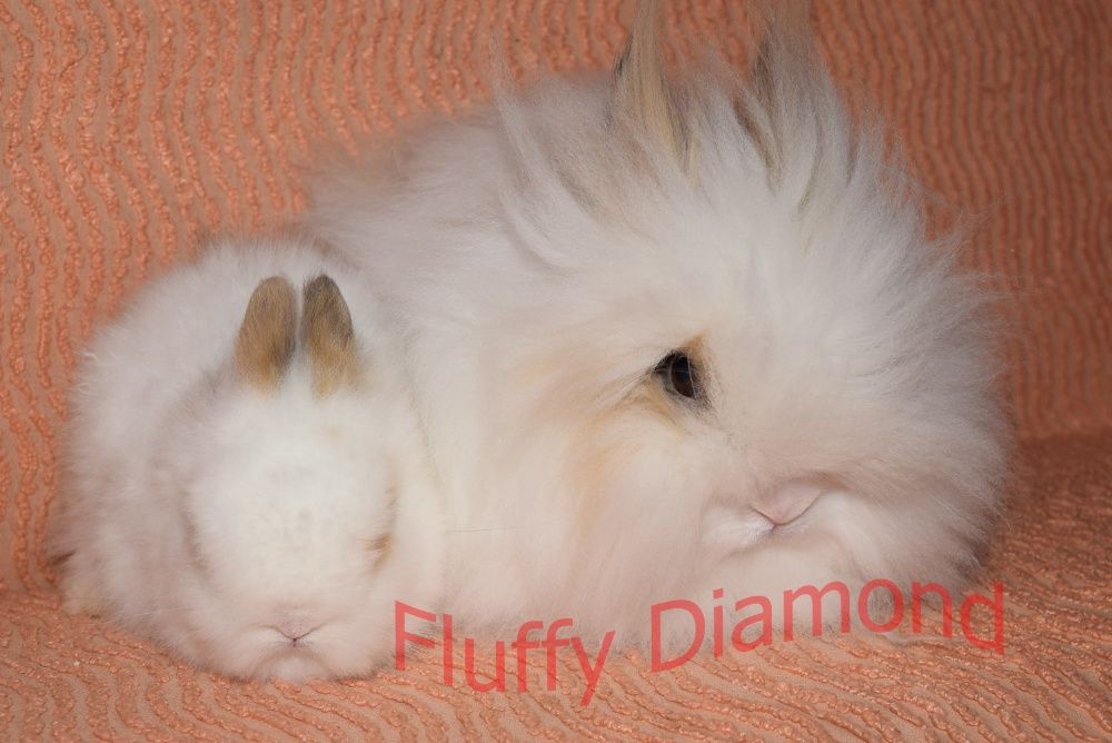 Карликові кролики. Ангора. Пушистики РКА