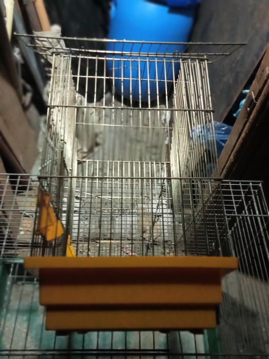 Клітка невелика для маленьких пташок.
