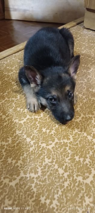 Продам цуценят німецької вівчарки