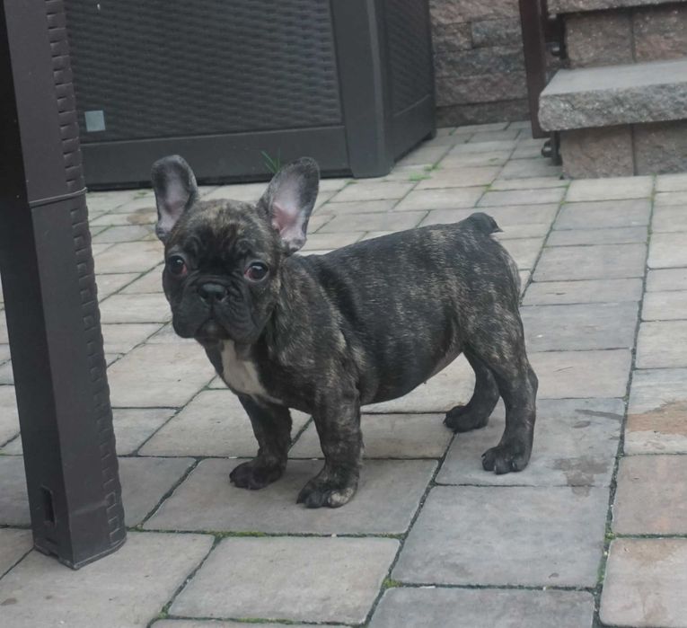 tygrysek suczka buldog francuski