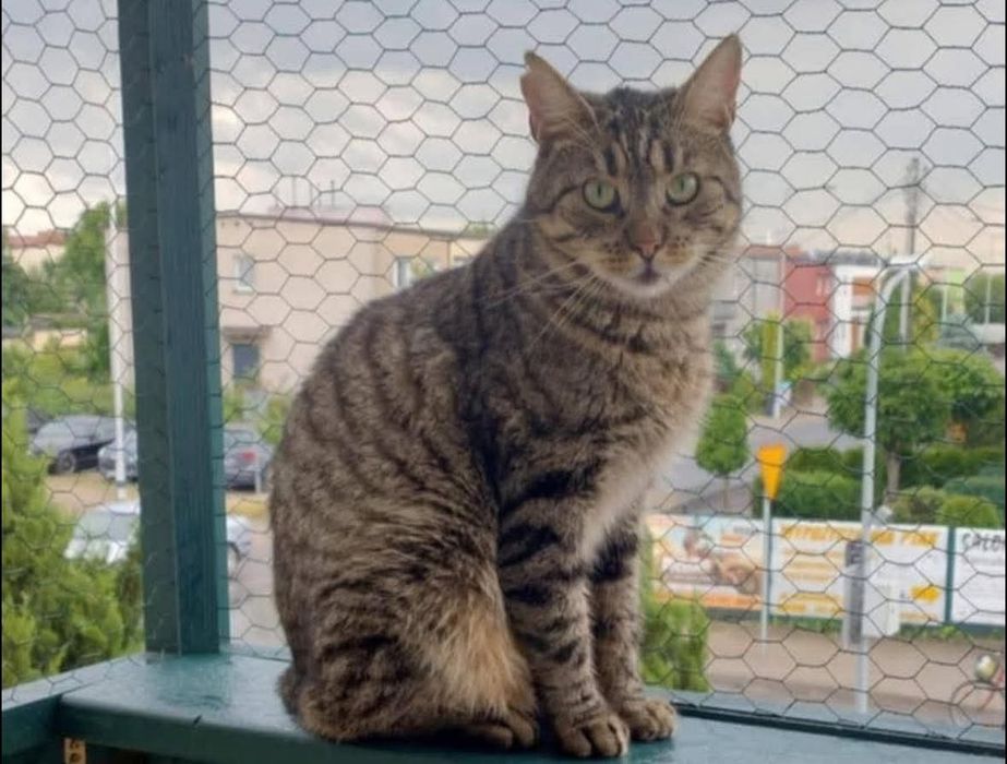 Ryś bez ogonka szuka domu! (FIV+)