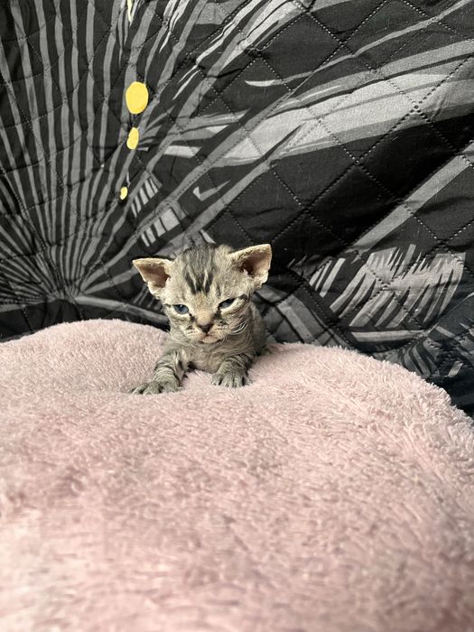 Niebieski pregowany chlopiec Devon Rex -UFO = UFIK