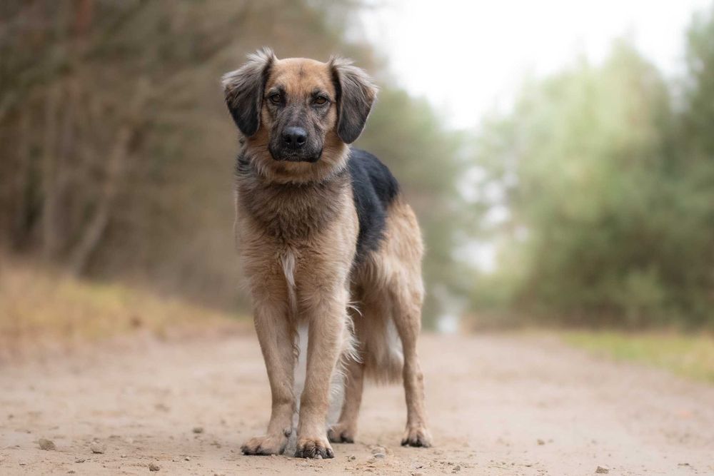 CHITON - młody i energiczny przystojniaczek