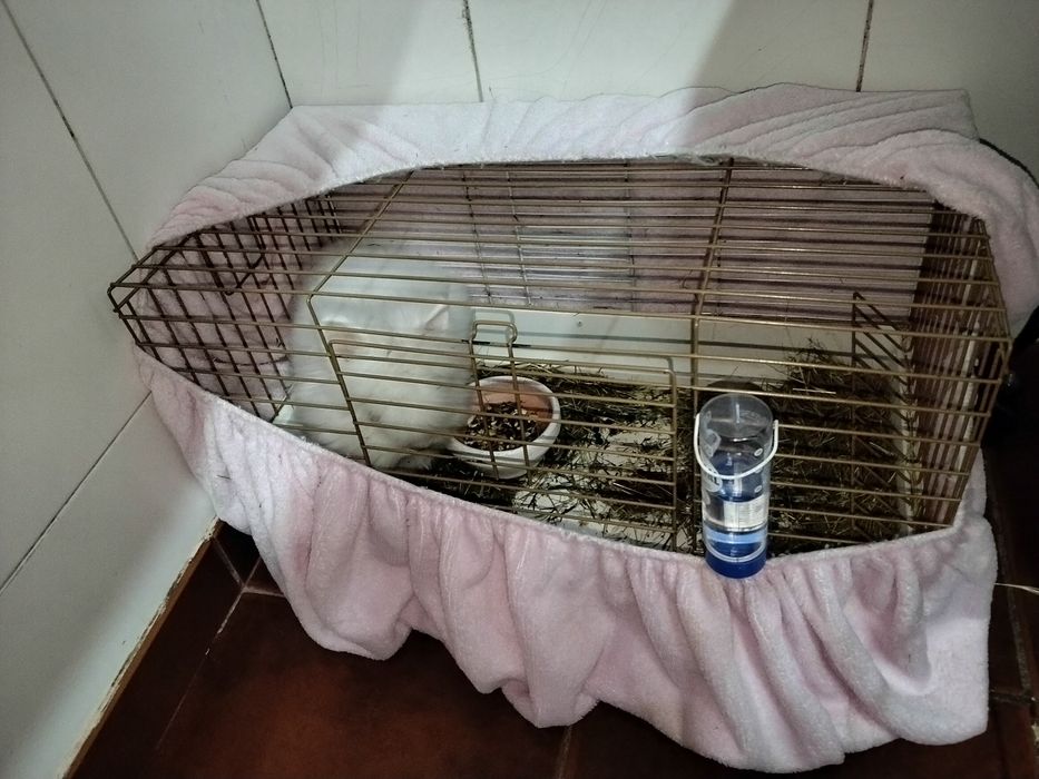 Vendo coelha anã com gaiola