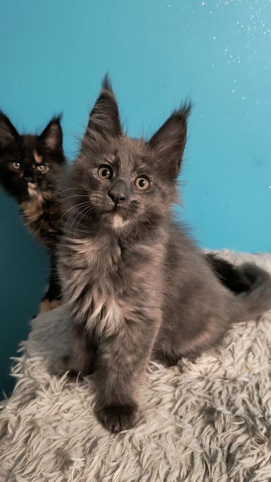 Kotka Maine coon do hodowli
