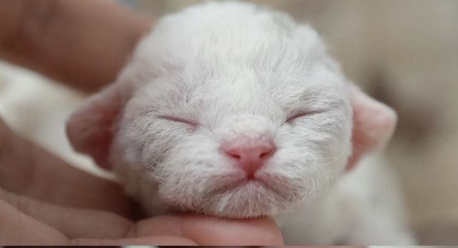 Devon Rex  bebê branco