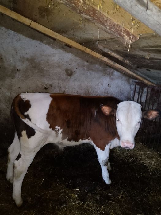 Продам бичка20неділь