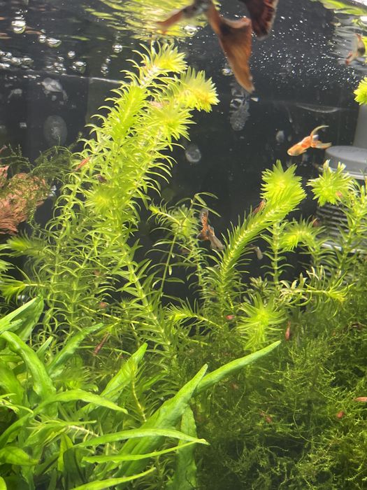 Roslina do akwarium