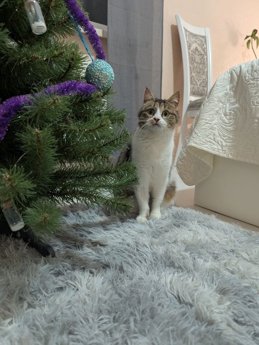 Киця Хлоя шукає дім Київ та область/ Україна/ Європа 
Друзі, знову пиш