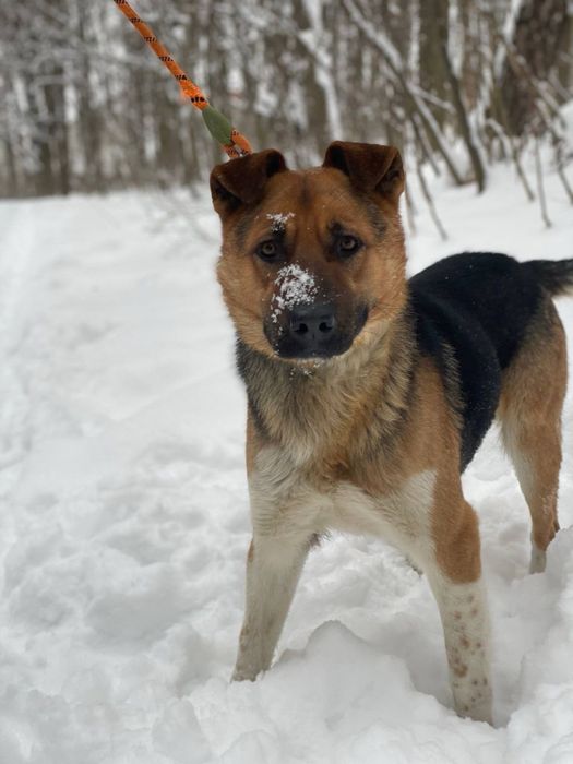 Шукаємо сімʼю для хорошого хлопчика