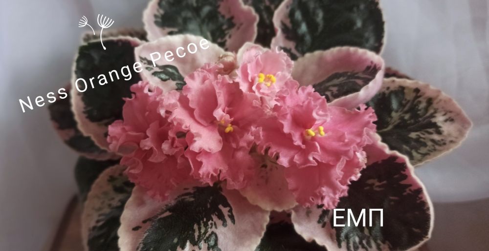 Цветущие фиалки продам