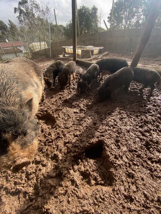 Mini pigs todos juntos ou em separado