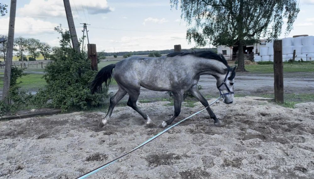 4-letni ogier po La Calidad