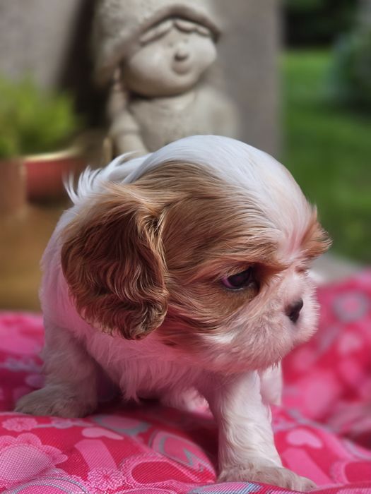 Cavalier King Charles Spaniel FCI suczka blenheim