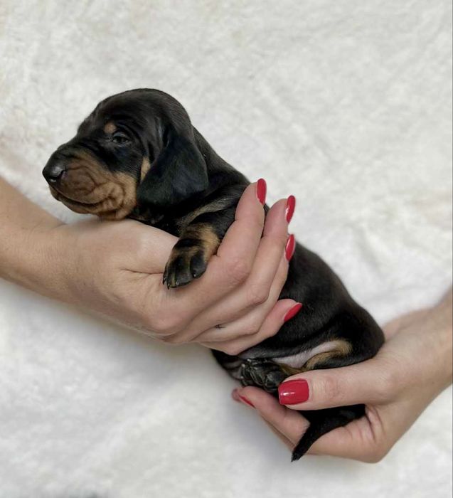 Jamnik krótkowłosy standardowy FCI (suczka)