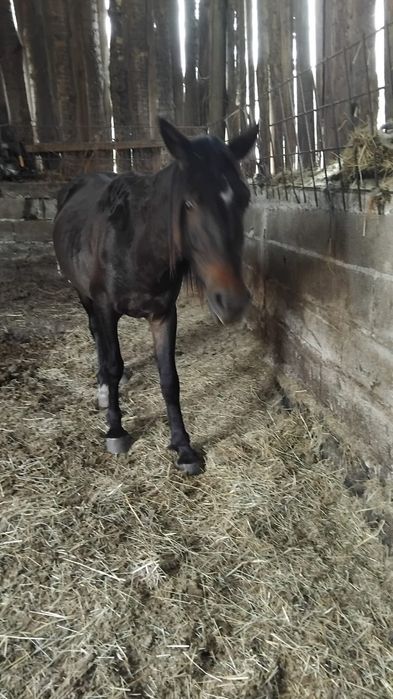 Cavalo para venda