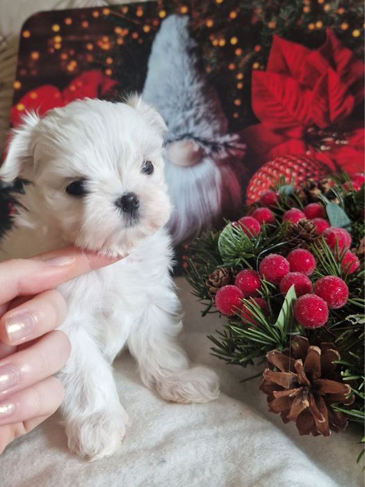 Maltańczyk malutka suczka fci