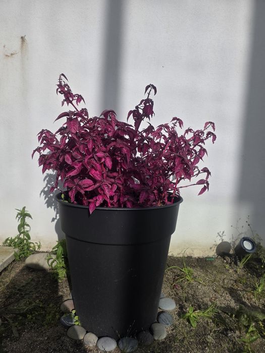 2 Conjuntos decorativos premium –  2 vasos modernos com plantas fúcsia vibrantes