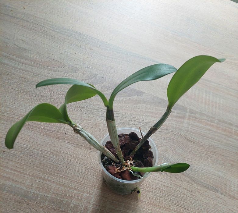 Cattleya waikiki tigrina