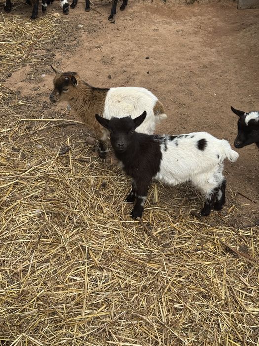 Cabras anãs machos e femeas