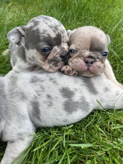 Myszka Buldog Francuski Blue Merl