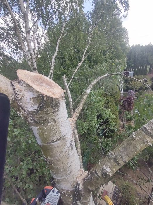 Wycinka drzew, usługi rębakiem,  wyrywanie korzeni, rozbiórki