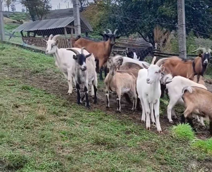 Розпродаж худоби