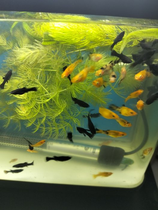 Zwierzeta akwariowe molinezje