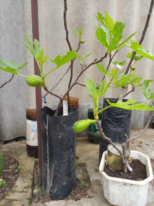 Інжир   саджанці