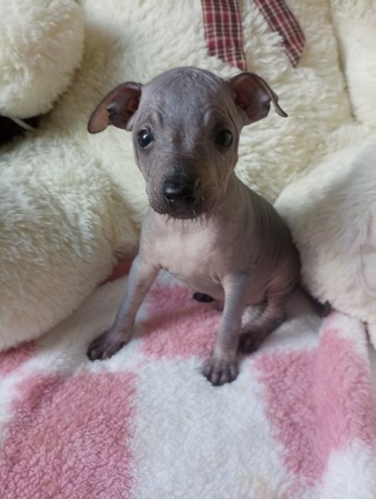 Pinczer miniatura cudo xolo