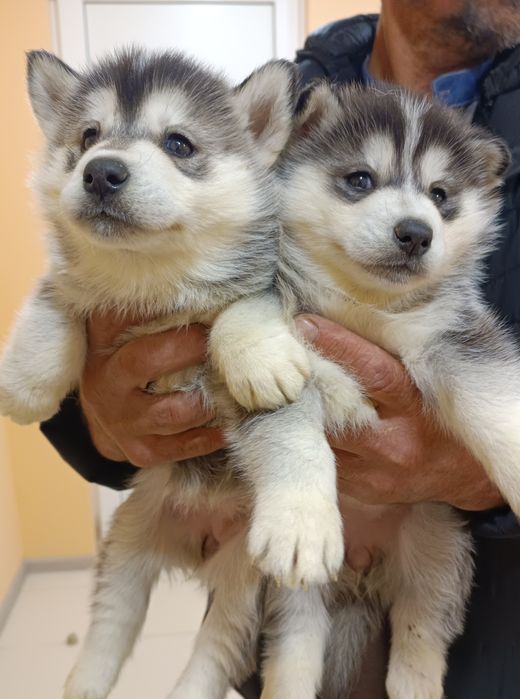 Потужні чистокровні