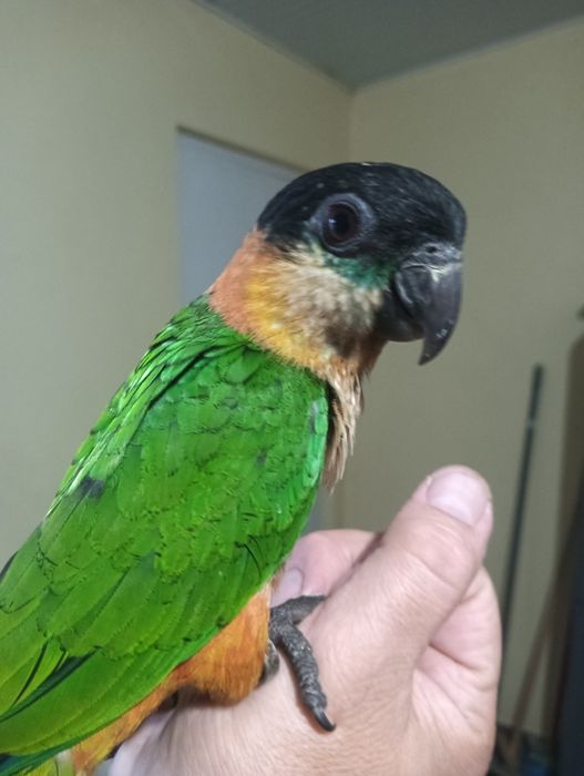 Marianinha cabeça preta de 2025 .