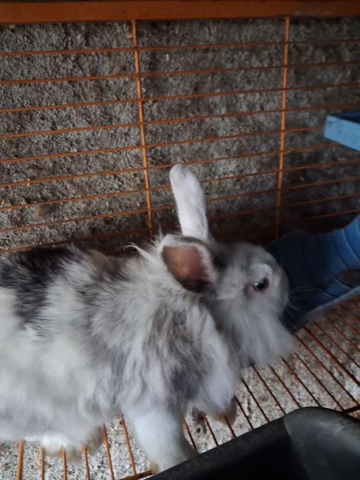 Vendo coelhos várias cores e tamanhos