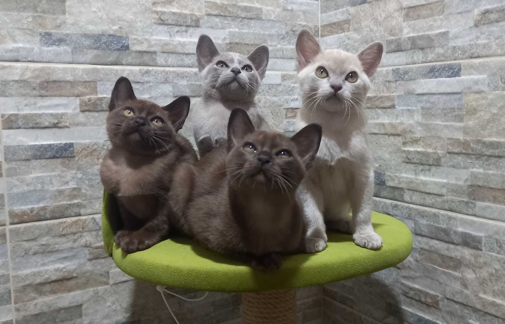 Бурма европейская, котята.