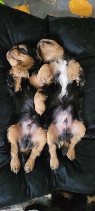Cavalier King Charles Spaniel piesek