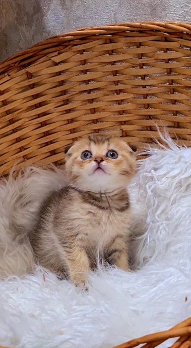 Золотая шиншилла Девочка и Мальчик
