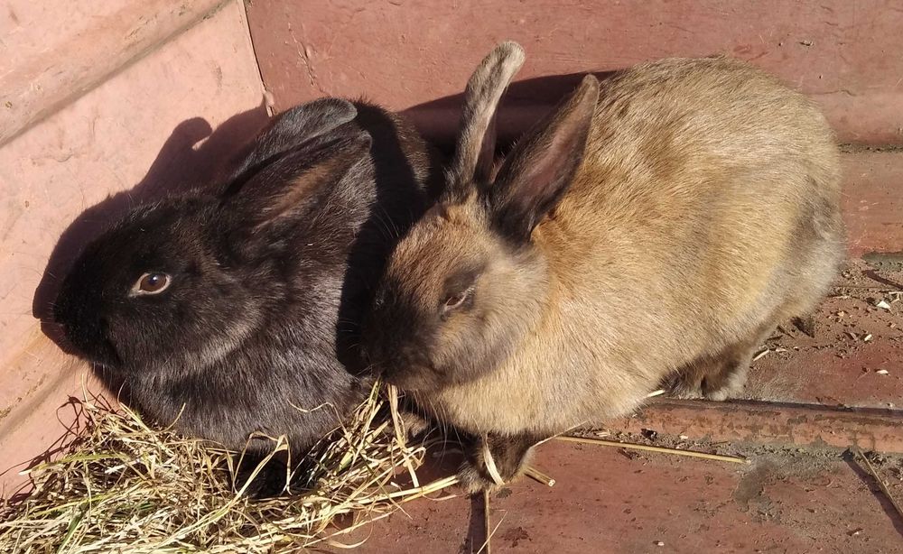 Кроленята, кролики, кролі