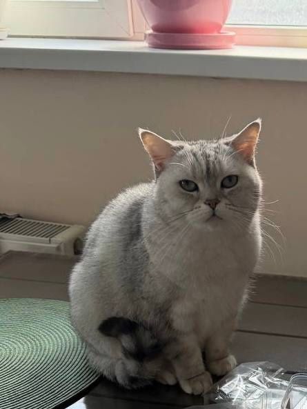 Породистая кошечка ищет дом