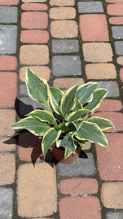 Гейхера хоста рослини для напівтіні та сонця