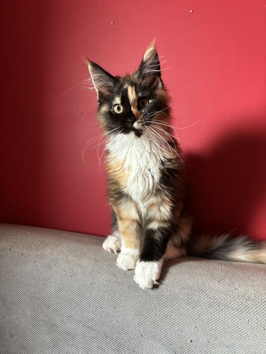 Kotka Maine coon z rodowodem FPL