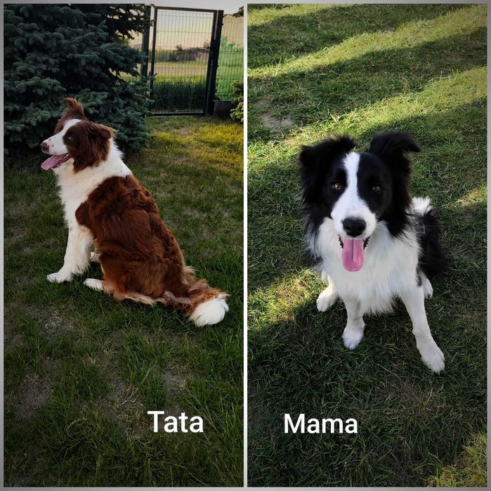 Border collie. Szczeniak. Badania.