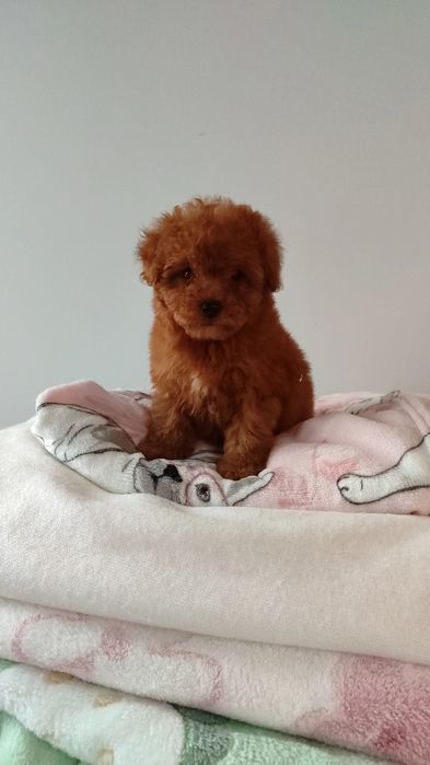 Cavapoo F1b cavalier pudel badania genetyczne