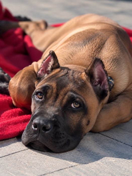 Cudowny szczeniak cane corso