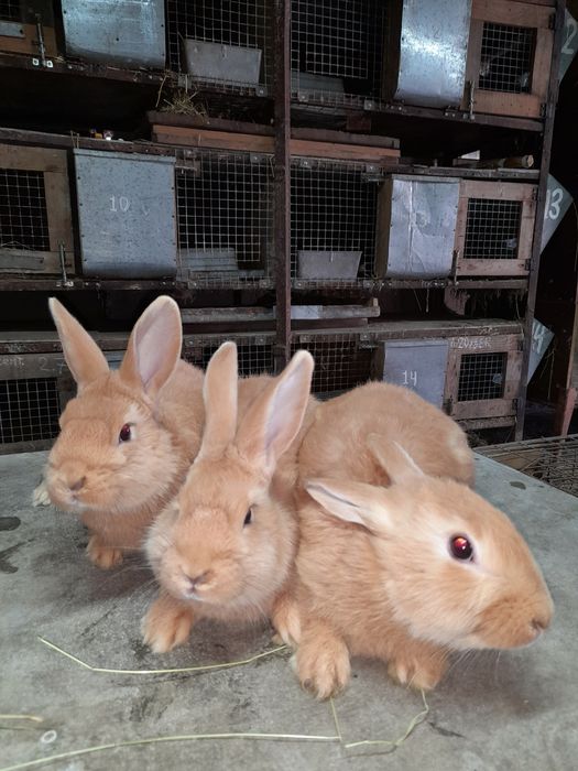 Кролики разновозрастные 150 грн