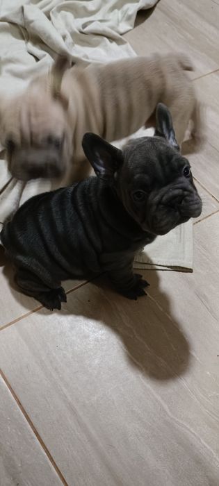 Голуба красунька Біг роп