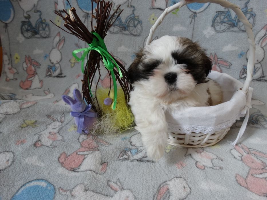 Piękny piesek shih tzu tricolor