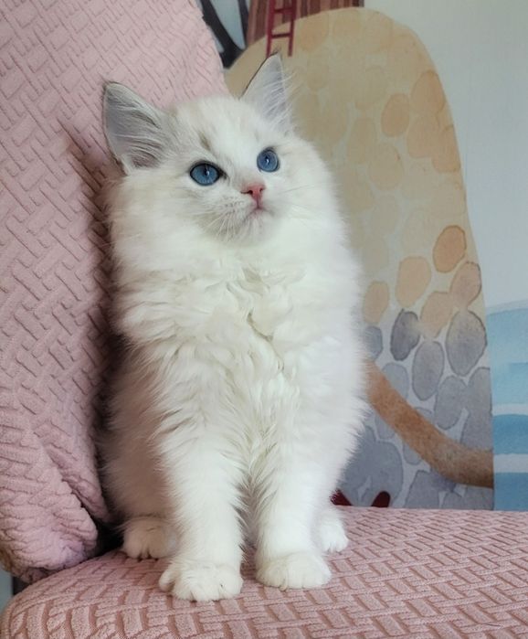Kotka ragdoll po mamie Interniational Champion